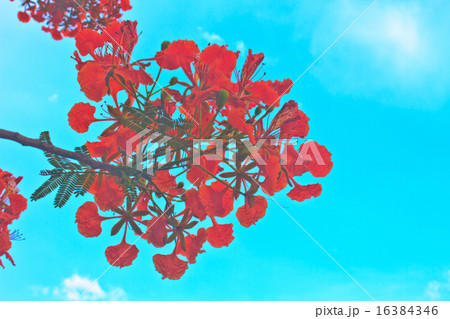 Peacock flowers on poinciana tree 16384346