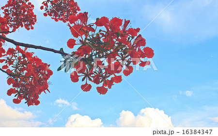 Peacock flowers on poinciana tree 16384347