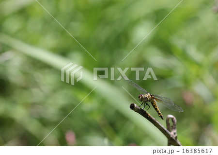 ハラビロトンボのメス０５ 16385617