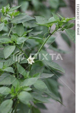 ピーマンの花 16385631