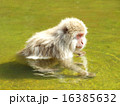 初夏の温泉に浸かる猿 (ニホンザル) 16385632