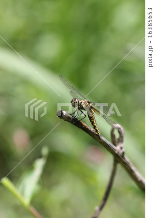 ハラビロトンボのメス０７ 16385653