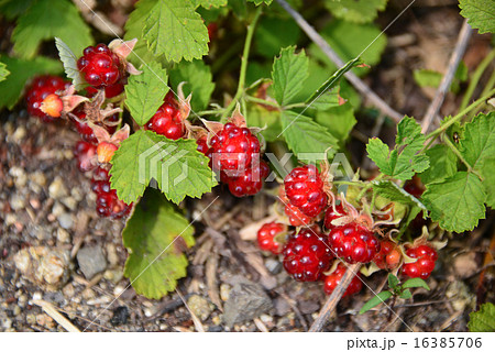 ニガイチゴ perming 季節の花 写真素材 ニガイチゴ perming 季節の花 写真素材 16385706