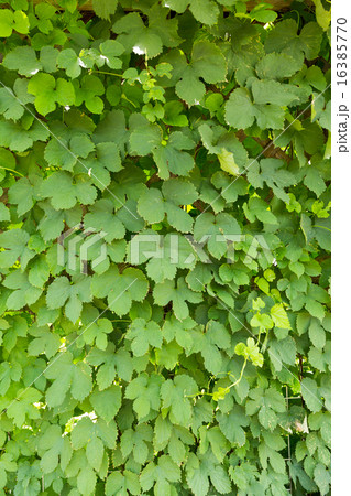 ホップの葉 ホップの葉 16385770