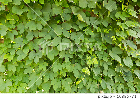 ホップの葉 ホップの葉 16385771