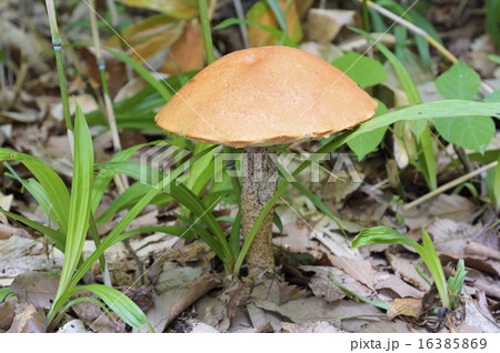 キンチャヤマイグチ 16385869