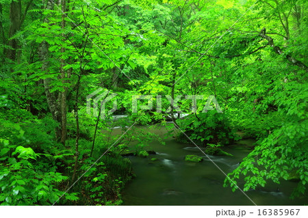 奥入瀬渓流　飛金の流れ 16385967