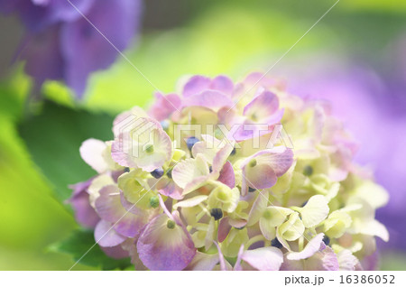 アジサイ アジサイ 16386052