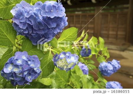 アジサイ アジサイ 16386055
