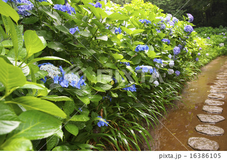 アジサイ 16386105