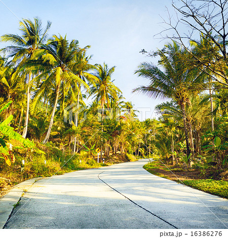 Road in Jungle Road in Jungle 16386276