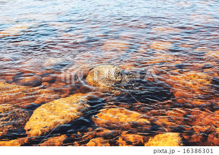 River Bottom 16386301