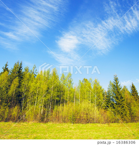 Birch Forest Birch Forest 16386306