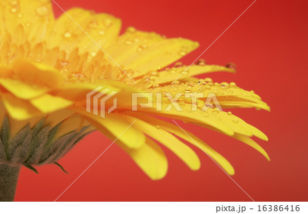 Yellow Gerbera Yellow Gerbera 16386416