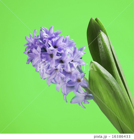 Blue Hyacinth 16386433