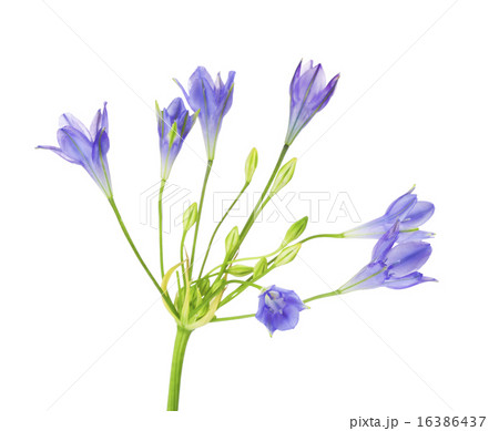 Brodiaea Flower 16386437