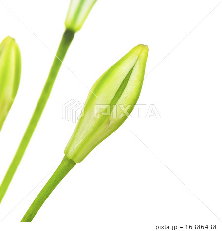 Brodiaea Bud 16386438