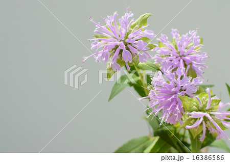 モナルダ モナルダ 16386586