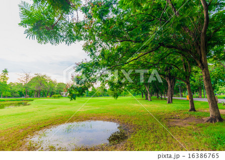 Green lawn with trees in park of bangkok city Green lawn with trees in park of bangkok city 16386765