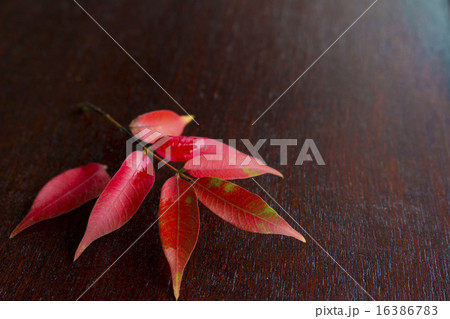 紅葉　赤く色づいた葉 16386783