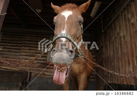 舌を出す馬の写真素材