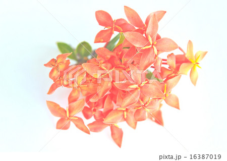Red Ixora (Coccinea) the Beautiful Flower Red Ixora (Coccinea) the Beautiful Flower 16387019
