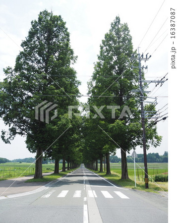 メタセコイア並木と横断歩道 16387087