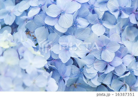 雨に濡れた紫陽花 16387351