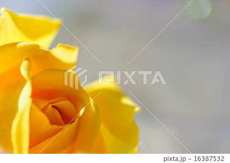 イエローに輝くバラを見つめて イエローに輝くバラを見つめて 16387532