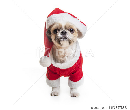 Lhasa Apso Dog over a white background 16387588