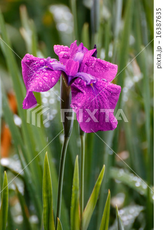 花菖蒲 花菖蒲 16387635