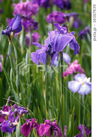 花菖蒲 花菖蒲 16387639