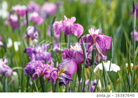 花菖蒲 16387640