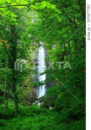 奥入瀬渓流 白糸の滝 奥入瀬渓流 白糸の滝 16387782