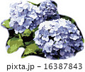 紫陽花 - 梅雨イメージ 16387843