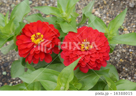 ヒヤクニチソウ　紅色 16388015