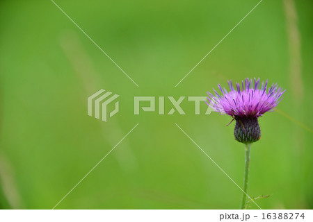 アザミ Perming 季節の花 写真素材の写真素材