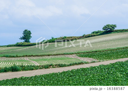 丘の街　（美瑛町） 16388587