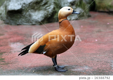 Red Ducks are nice stay. 16388792