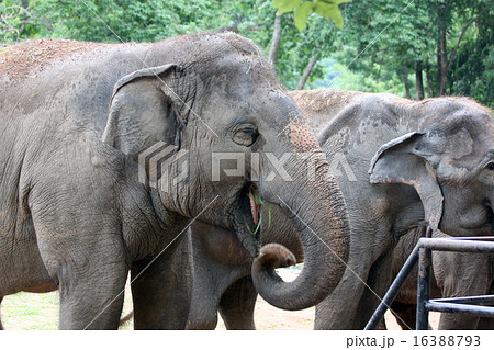Asian elephant eating grass happily. Asian elephant eating grass happily. 16388793
