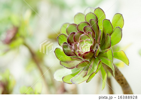 多肉植物（黒法師） 16388928