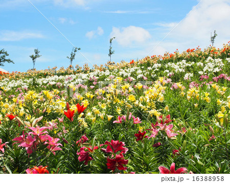 大阪　ゆり園 16388958