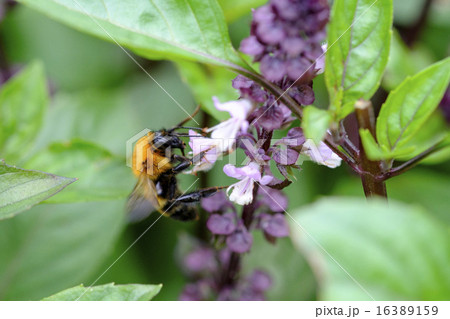 シナモンバジル ミツバチ ハーブ 花の写真素材