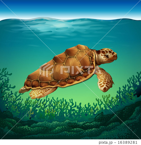 Turtle 16389281