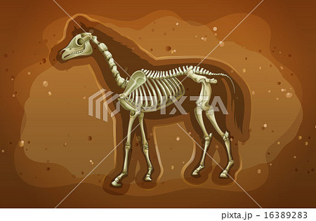 Fossil 16389283