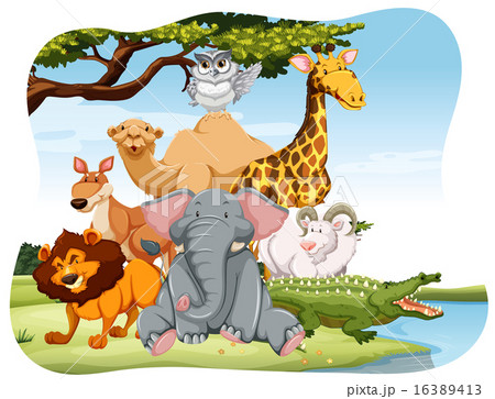 Wildlife Wildlife 16389413