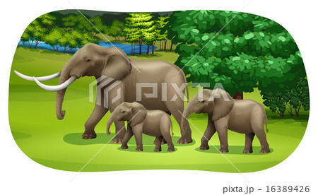 Elephants Elephants 16389426