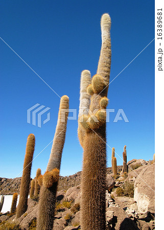 ボリビア　ウユニ塩湖　インカワシ島 16389681