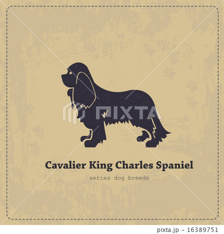 Cavalier King Charles Spaniel   vintage poster 16389751