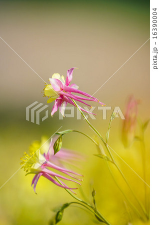 黄色に染まるオダマキ 黄色に染まるオダマキ 16390004